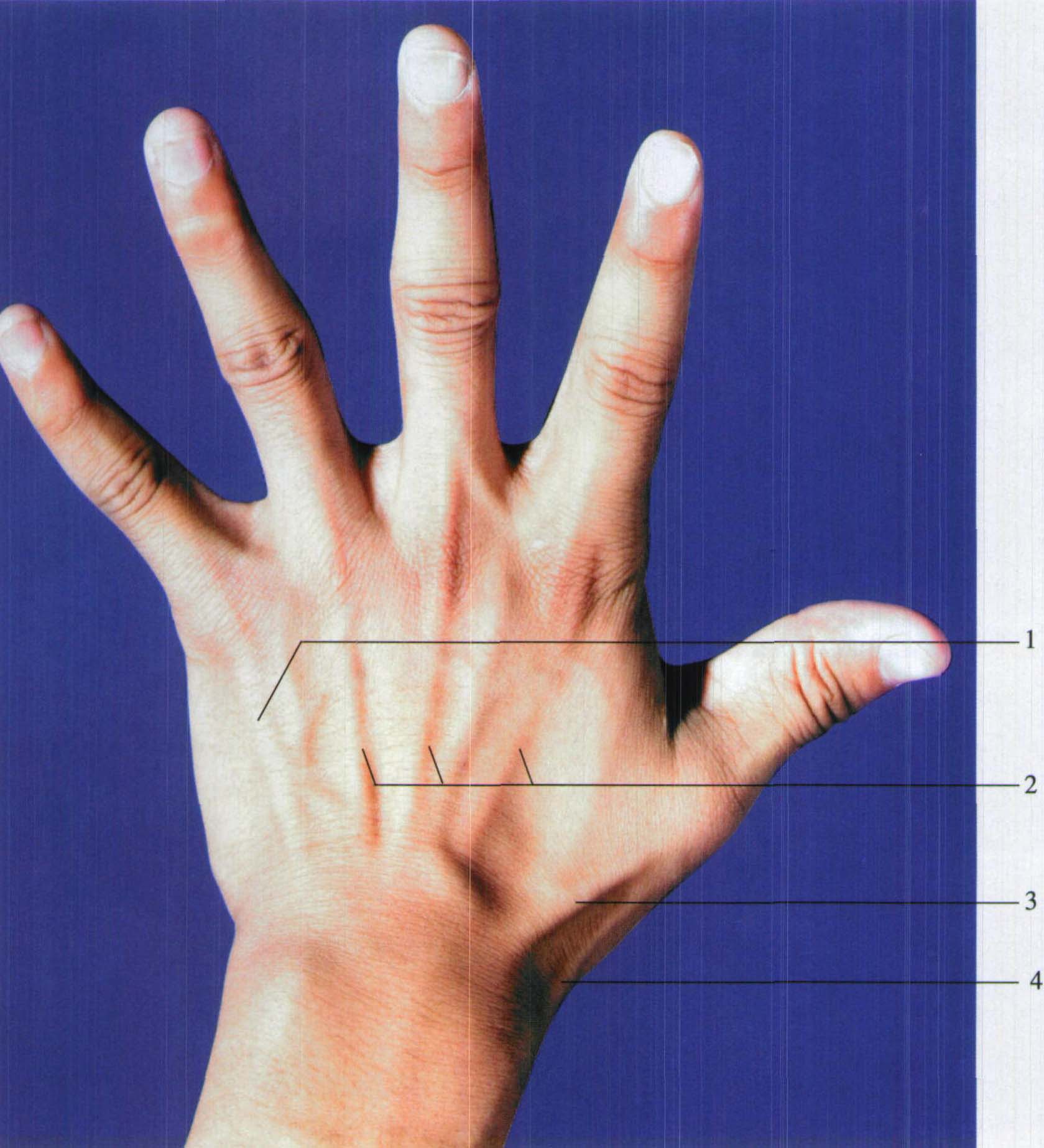 手掌的筋膜-基础医学-医学